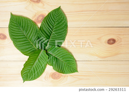 Mitragyna speciosa or Kratom leaves Mitragyna speciosa or Kratom leaves 29263311