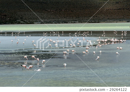 Flamingo of Atacama 29264122