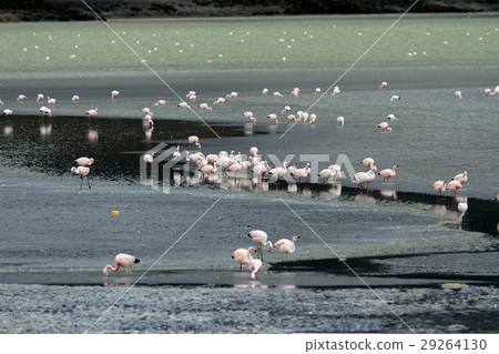Flamingo of Atacama Flamingo of Atacama 29264130