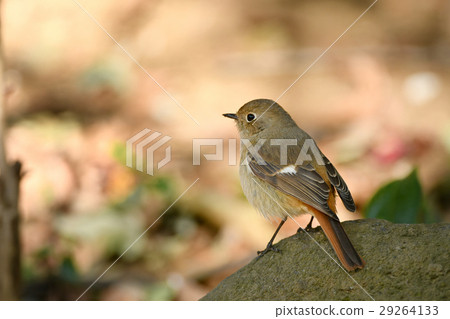 Giubitaki的婊子 Giubitaki的婊子 29264133