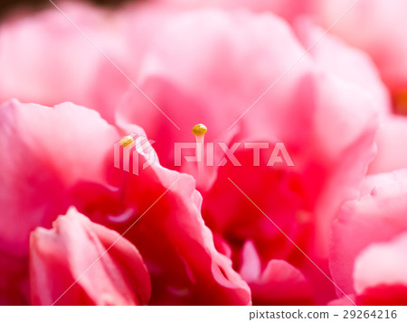 粉紅色的杜鵑花 粉紅色的杜鵑花 29264216