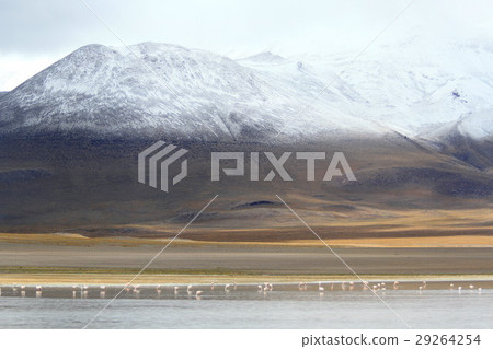 阿塔卡馬 29264254