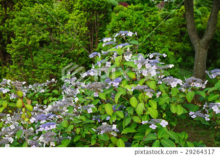 Amazychu full of nostalgia 29264317