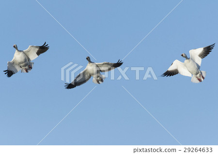 Hakugan flight (white goose) 29264633
