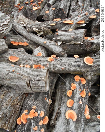 Vermillion bamboo grown on dead tree of hardwood 29264634