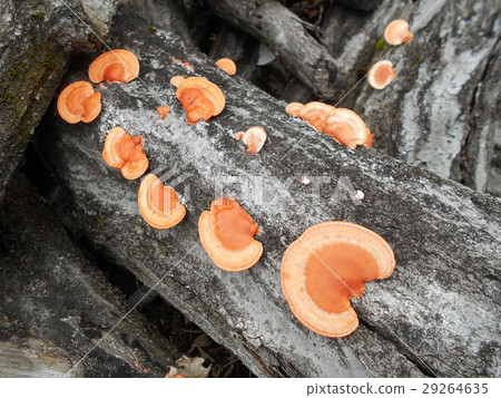 Vermillion bamboo grown on dead tree of hardwood 29264635