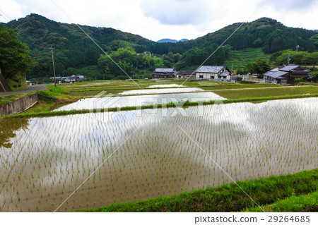 Oniki水稻梯田被淹沒了風景 Oniki水稻梯田被淹沒了風景 29264685