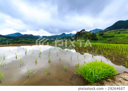 Oniki水稻梯田被淹沒了風景 29264687