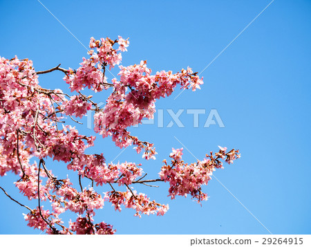 Cherry blossoms  29264915