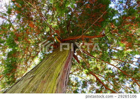 I look up to the big tree I look up to the big tree 29265106