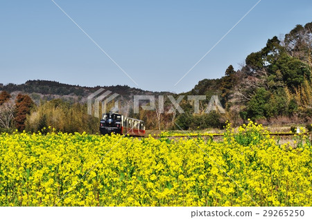 Kominato鐵路“Satoyama台車列車”在花田中運行 29265250