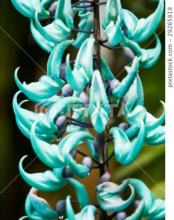 Detail jade vine liana - Strongylodon macrobotrys 29265819