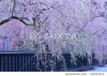 Buddy cherry blossoms and samurai residences 29265932