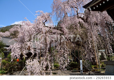 Buddy cherry blossoms at Heiizumiji 29265933