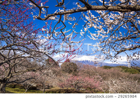 Iwamoto Yama Park 29265984