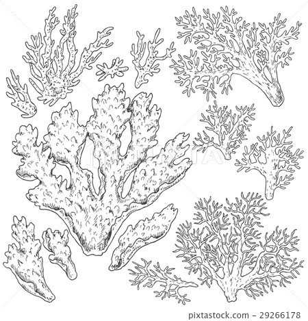 Sketch of corals set Sketch of corals set 29266178