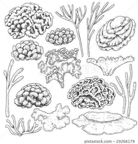 Sketch of corals set Sketch of corals set 29266179