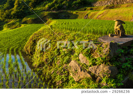 Rice terrace on the lake Ikeda Shinyoshichi 29266236