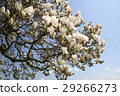 old magnolia tree with lush flowers, blue sky 29266273