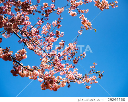 Cherry blossoms Cherry blossoms 29266568