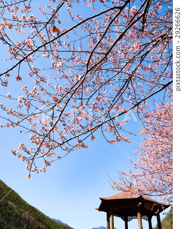 Cherry blossoms  29266626