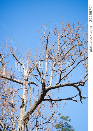 Autumn tree 29266704