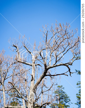 Autumn tree Autumn tree 29266705