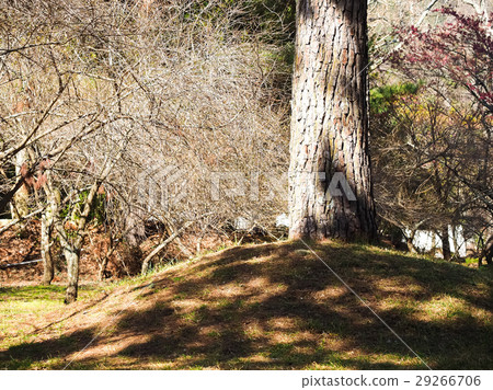 Autumn tree 29266706