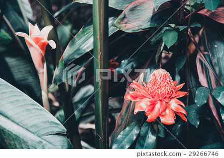 Bromeliads flower on summer Bromeliads flower on summer 29266746