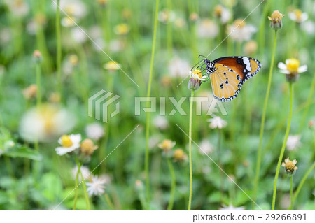 The butterfly The butterfly 29266891