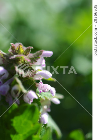 Himeodoricosoum Himeodoricosoum 29266938