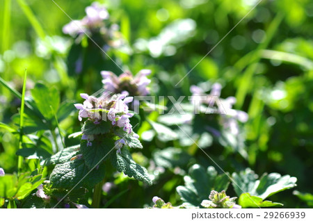 Himeodoricosoum Himeodoricosoum 29266939