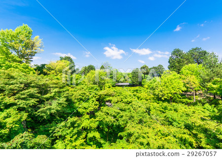 Fresh green to see from Kyoto Tofukuji Temple bridge in spring 29267057