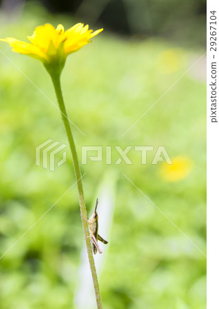 The brown grasshopper The brown grasshopper 29267104