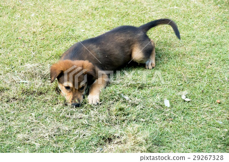 Brown white hybrid dog lying down on green grass 29267328
