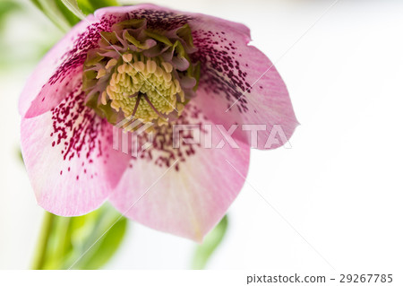 Christmas rose 29267785