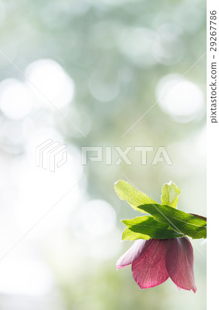 Christmas rose 29267786