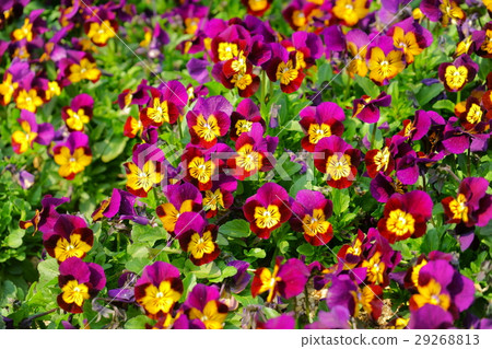 Viola Flower Bed 1 29268813