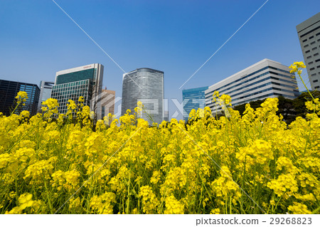 [Tokyo] City landscape in spring 29268823