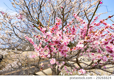 Red plum and white plum 29268824