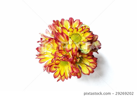 Yellow flowers Yellow flowers 29269202