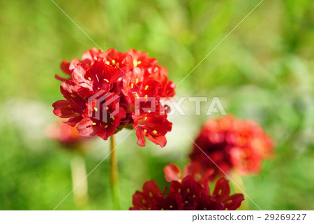 Pretty Red Almeria 29269227