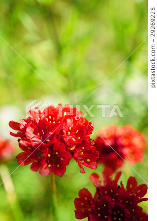 Pretty Red Almeria 29269228