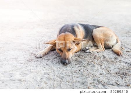 stray dog sleep on the sidewalk 29269246