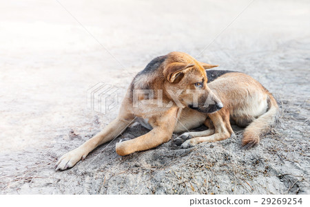 stray dog sleep on the sidewalk 29269254