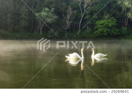 The white swan swim in the lake 29269641