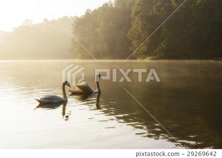 The white swan swim in the lake  29269642