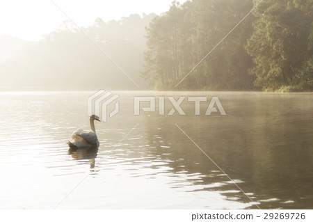 The white swan swim in the lake 29269726