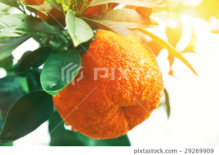 Orange or tangerine on tree 29269909