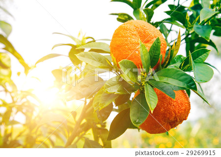 Orange tree 29269915